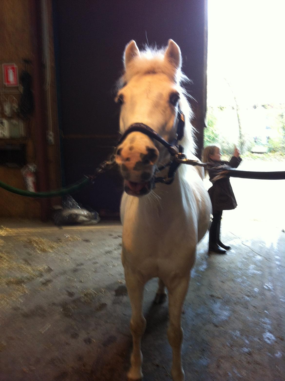 Anden særlig race Tarzan PART (elevpony) - Skulle lige til at nysse:) billede 9