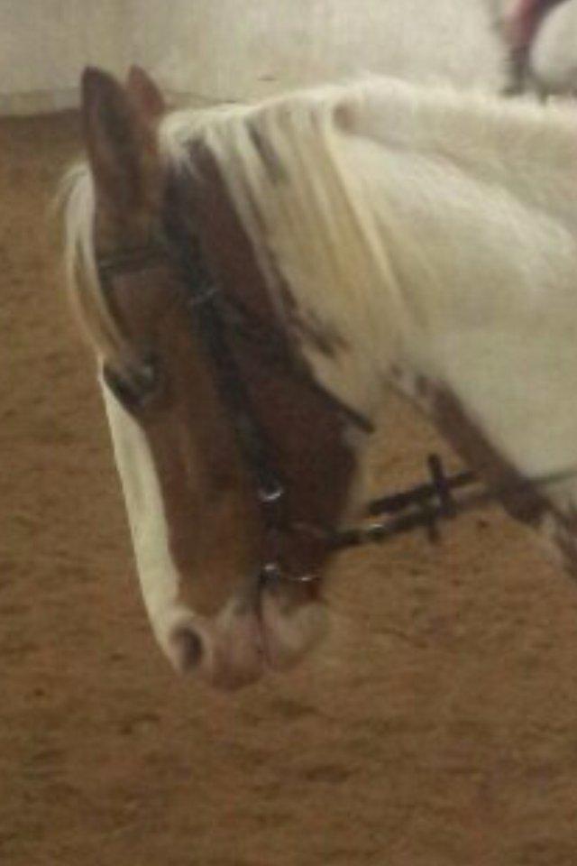 Anden særlig race sally billede 2