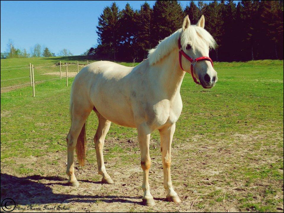 Palomino • Blanding • Callisto • Calle • - en smuk pony som kun fortjener det bedste!<3(': billede 6