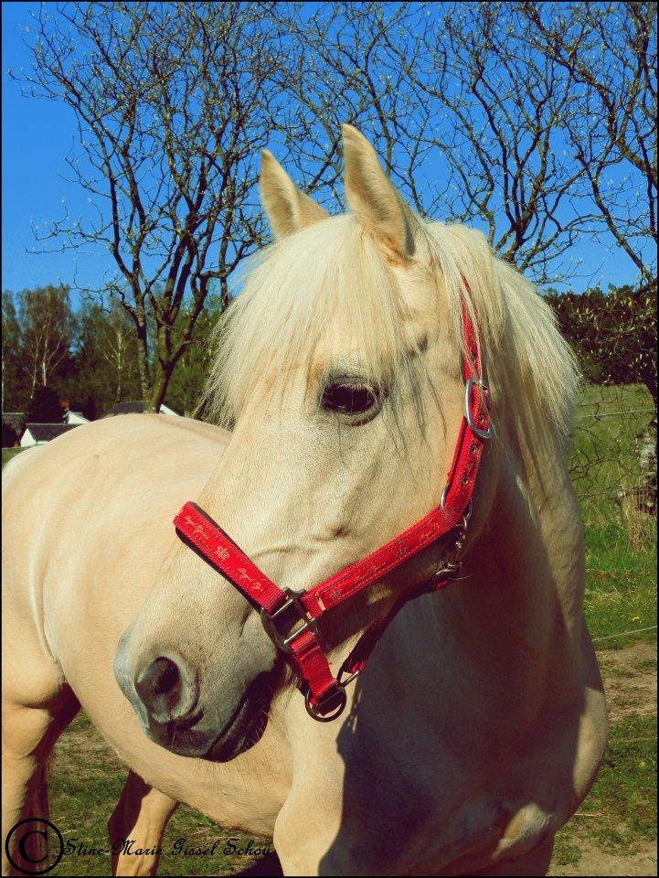 Palomino • Blanding • Callisto • Calle • - hvis du var vand og jeg var en and ville jeg aldrig på i land<3(': billede 3