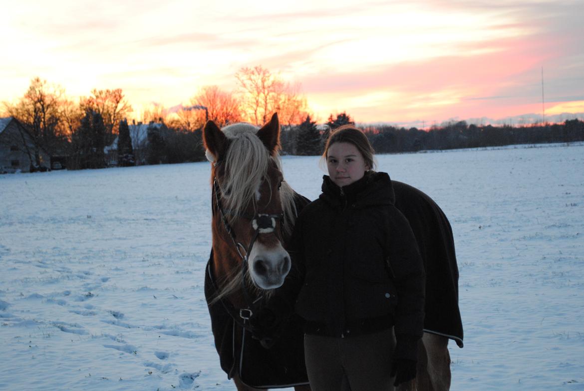 Haflinger Angelica Møllehøjgård - 2-12-2012
foto: Rikke N billede 2