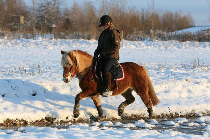 Anden særlig race Lille Lyn - December 2012

©AM billede 2