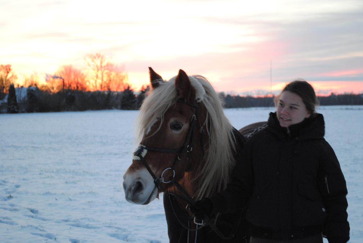 Haflinger Angelica Møllehøjgård - 2-12-2012 
foto: Rikke N.  billede 6