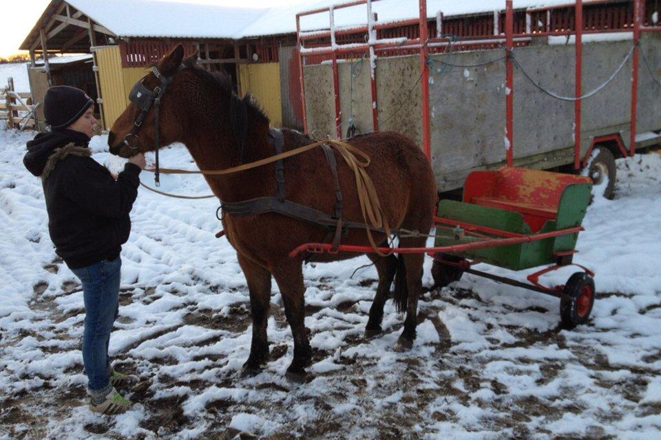 Anden særlig race Molly  - Molly med vogn :) billede 13