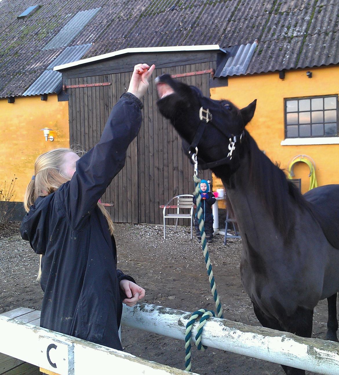 Svensk Sportspony  Blackie Brown :) - endlig kan ham smile hat bare brugt såå lang tid på det <3foto (far) billede 13