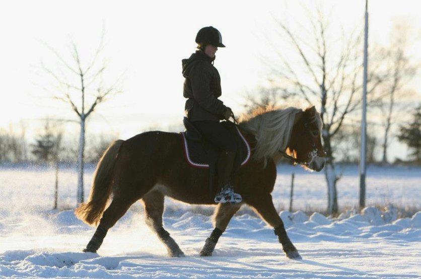 Anden særlig race Lille Lyn - December 2012

©AM billede 10