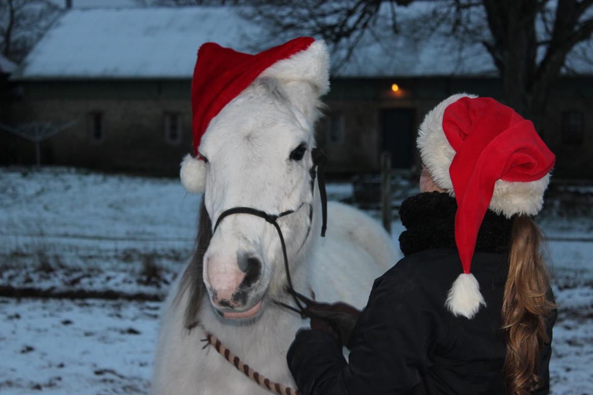 Anden særlig race Schødtsmindegårds Jody - All I want for christmas is you (L) billede 14