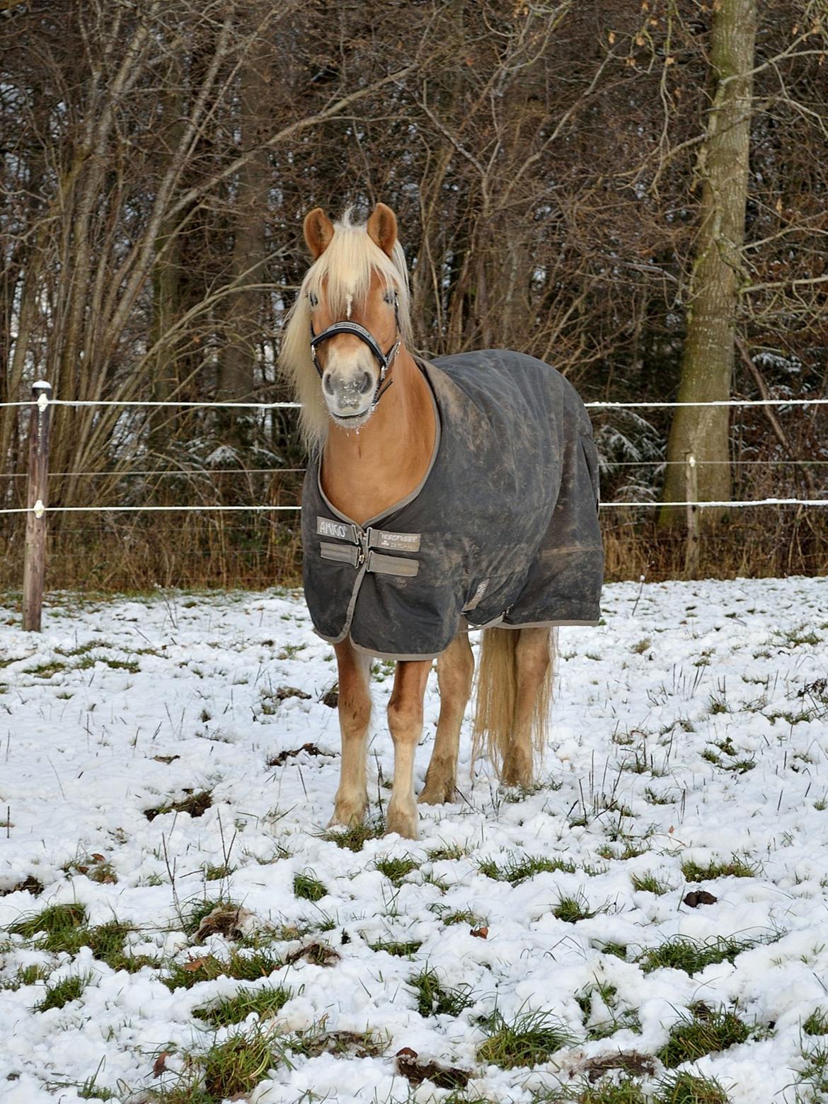 Haflinger Mille Skov - Min guldpony i sneen. Fotograf: Nadja billede 11