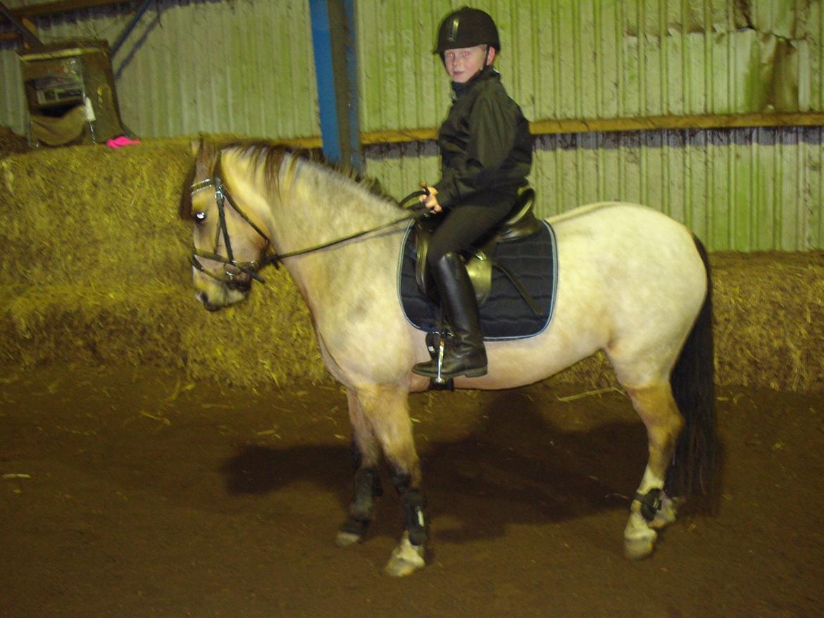 New Forest Egeskovens Baily billede 2