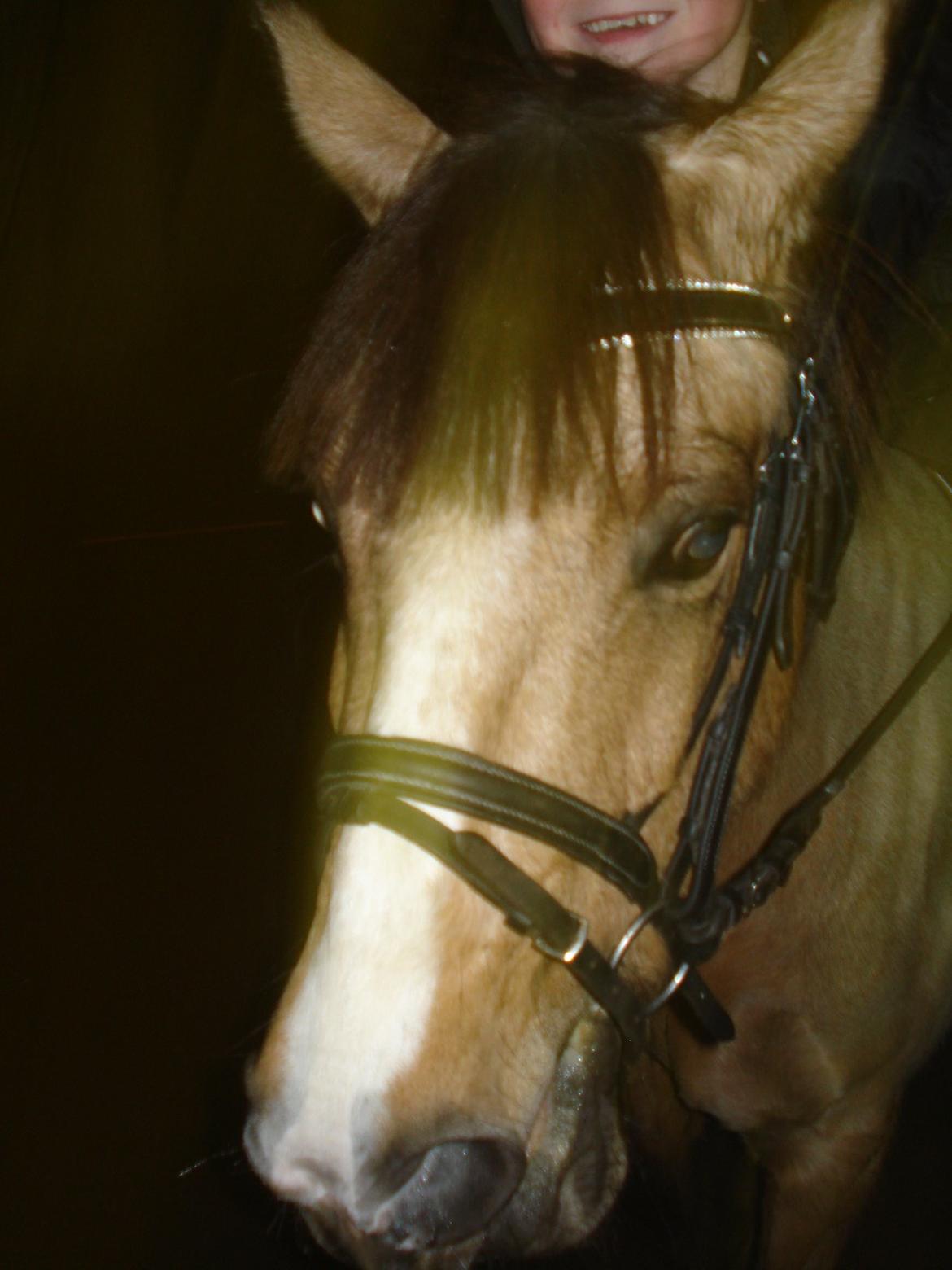 New Forest Egeskovens Baily billede 5