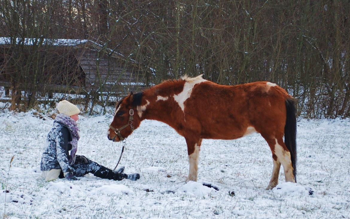 Anden særlig race Shrek | Himmelhest - ”Sometimes the less you do, the more you can accomplish.” – Horses Never Lie, Mark Rashid billede 13