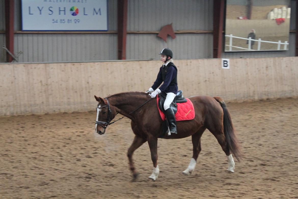 Dansk Varmblod Arizona - 2012 billede 8