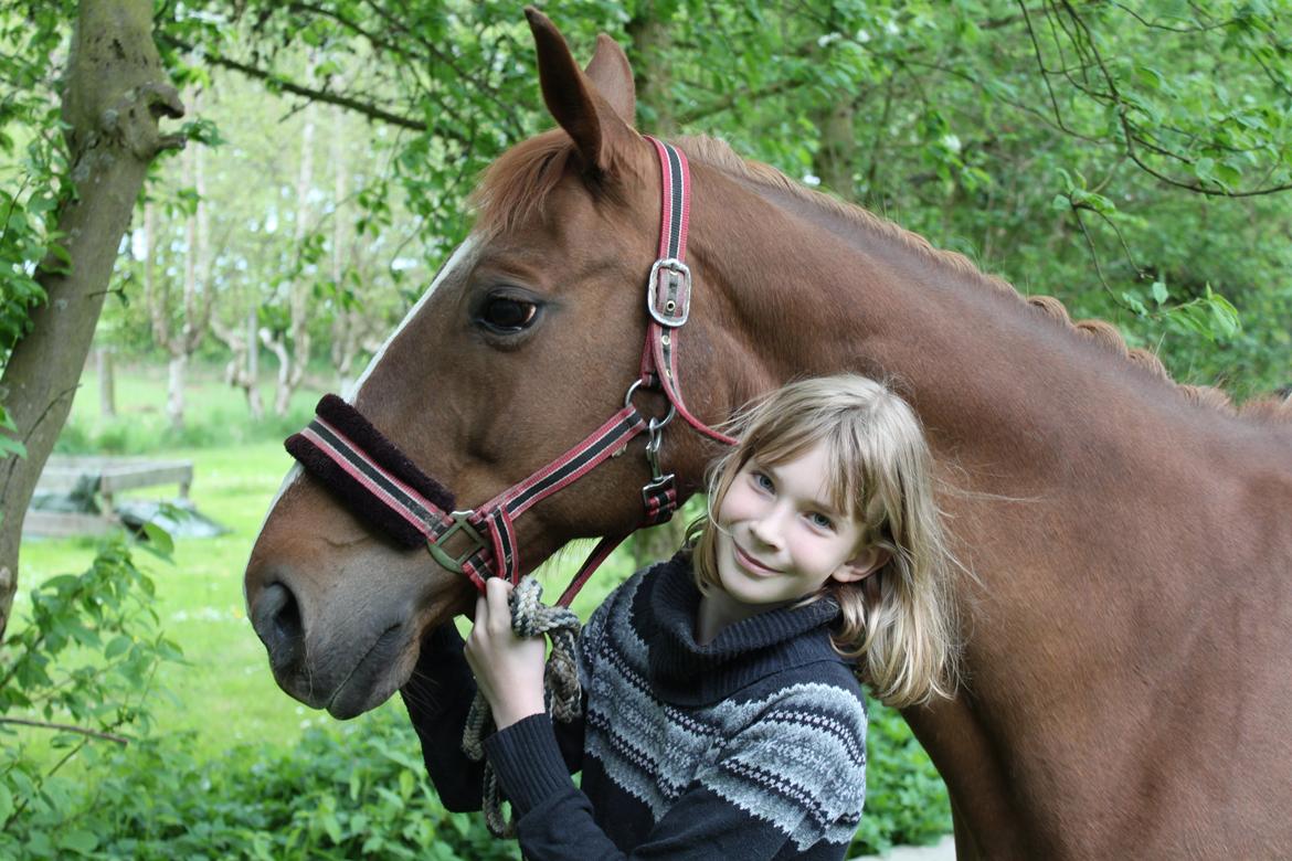 Dansk Varmblod Arizona - 2011. vi skal lige til at læsse og køre på rideskoln til undervisning for første gang:) billede 9