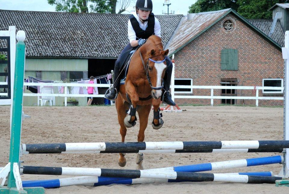Hollandsk Sportspony Edo - Foto: Rikke Bech Hansen
Ridelejr sommer 2012 billede 16