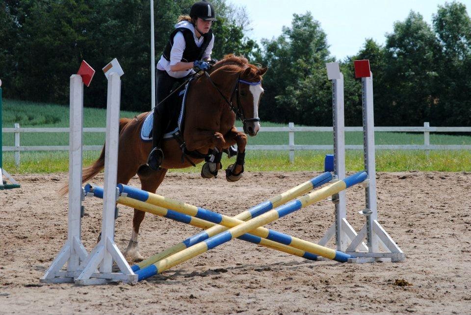 Hollandsk Sportspony Edo - Foto: Rikke Bech Hansen
Ridelejr sommer 2012 billede 18