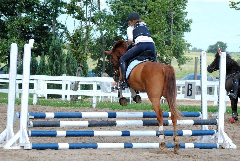 Hollandsk Sportspony Edo - Foto: Rikke Bech Hansen
Ridelejr sommer 2012 billede 11