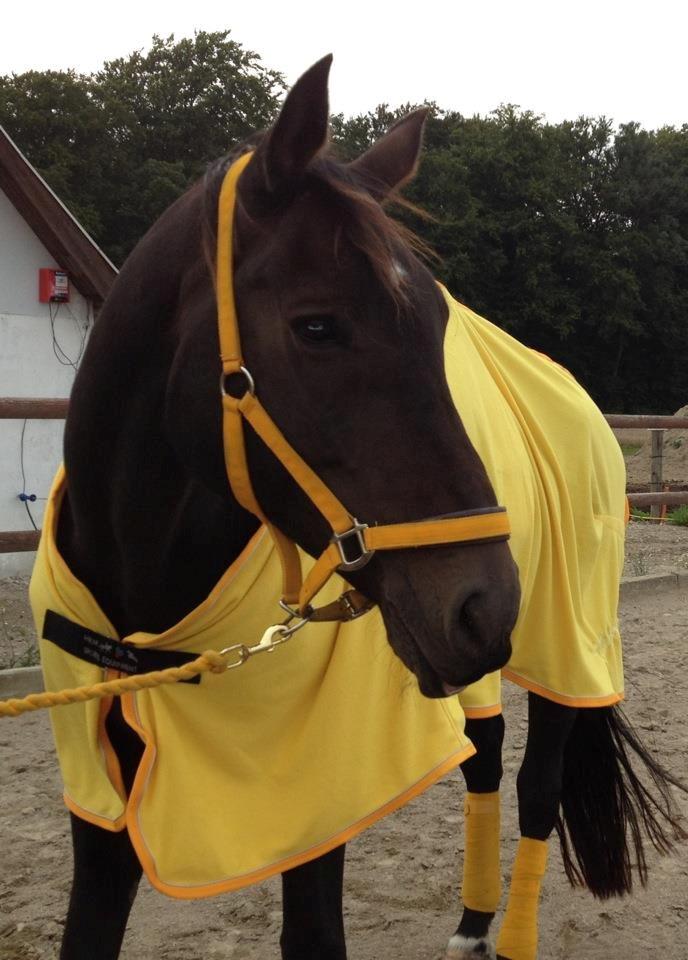 Dansk Varmblod Rosett - Frk. Sunshine. Rosett iført sit gule udstyr <3 billede 15
