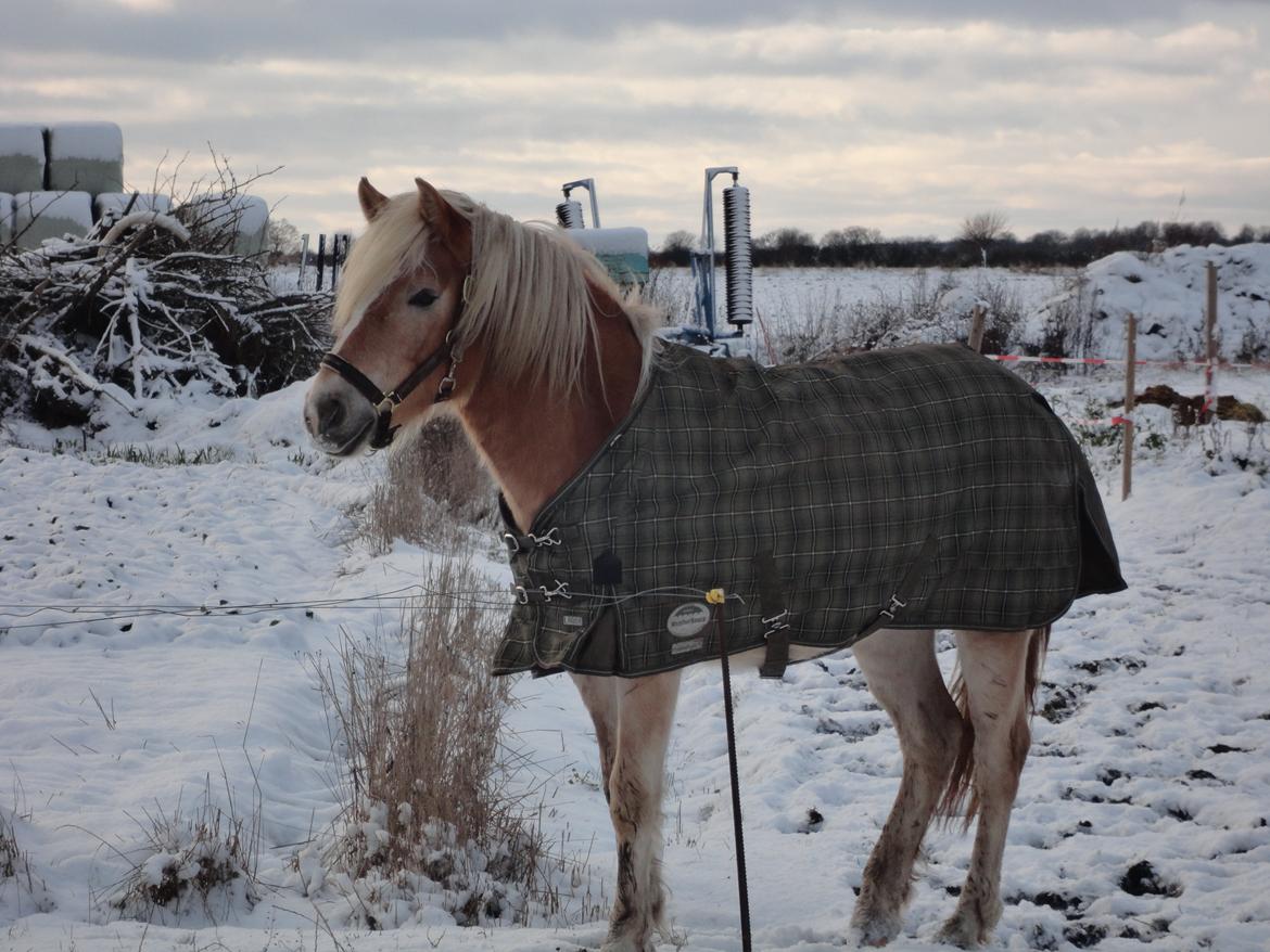 Tyroler Haflinger Abby Strandagergaard R.I.P billede 3