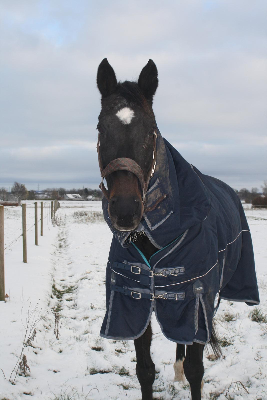 Anden særlig race Thunder Fairy [Tidl lån][Himmel hest] billede 19