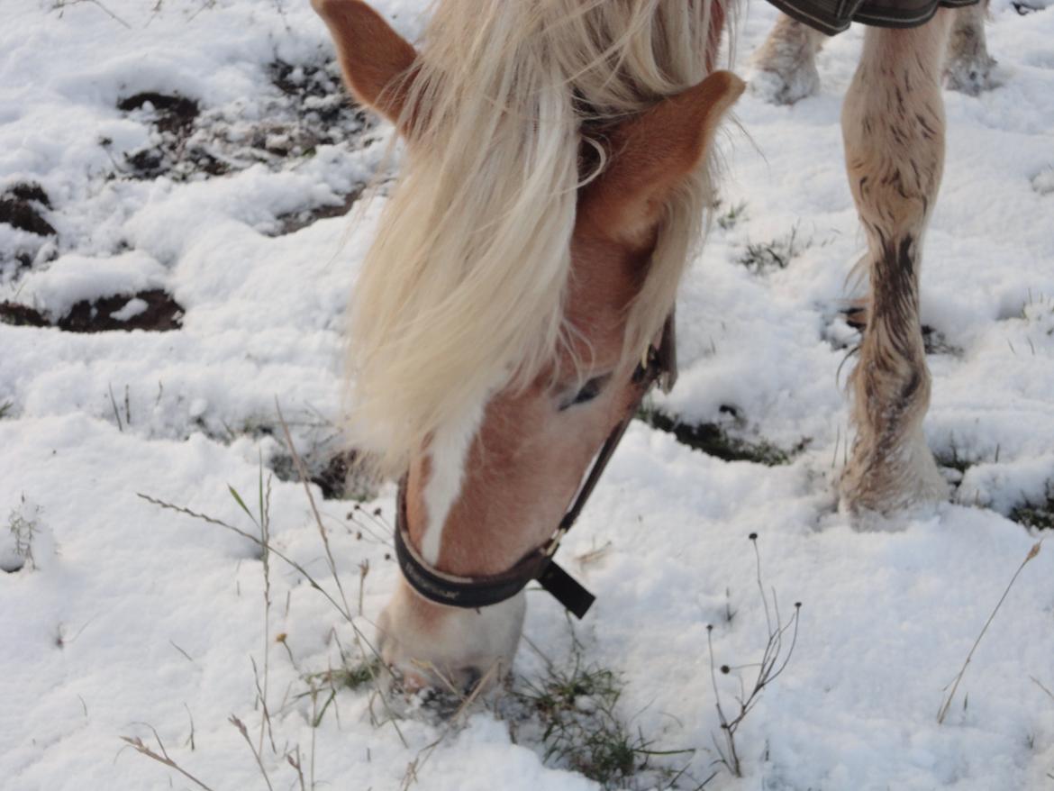 Tyroler Haflinger Abby Strandagergaard R.I.P billede 19