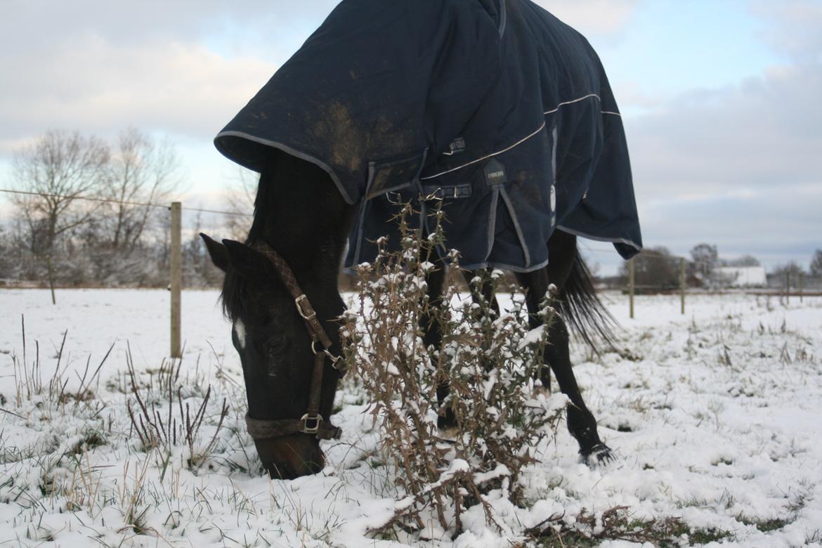 Anden særlig race Thunder Fairy [Tidl lån][Himmel hest] billede 20
