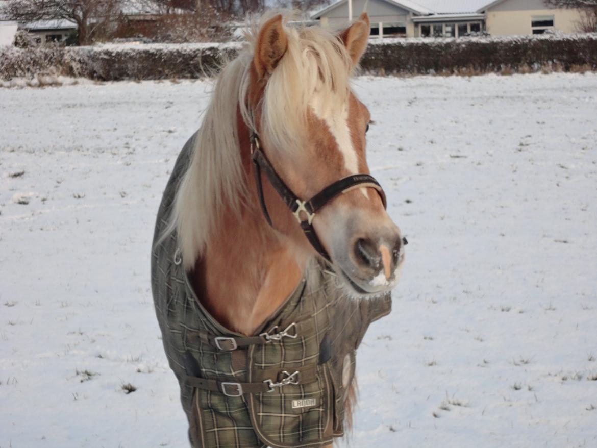 Tyroler Haflinger Abby Strandagergaard R.I.P billede 14