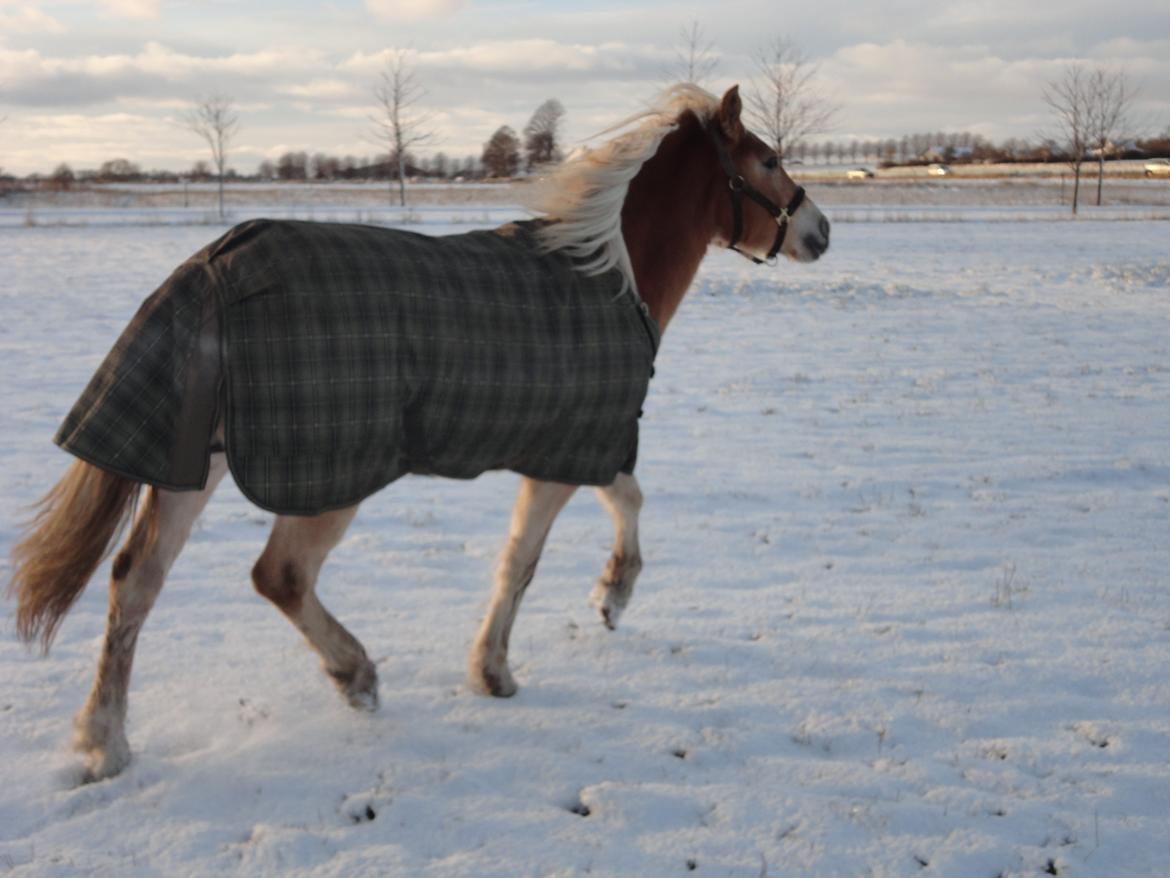 Tyroler Haflinger Abby Strandagergaard R.I.P billede 12