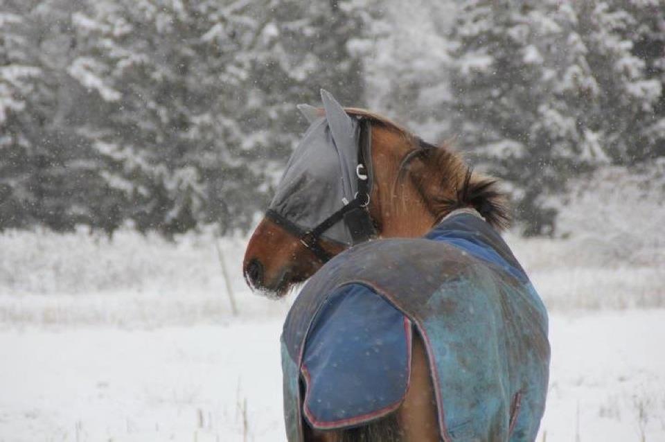 Anden særlig race Lady - Hygge i sneen. <3
Foto: Katja. billede 17