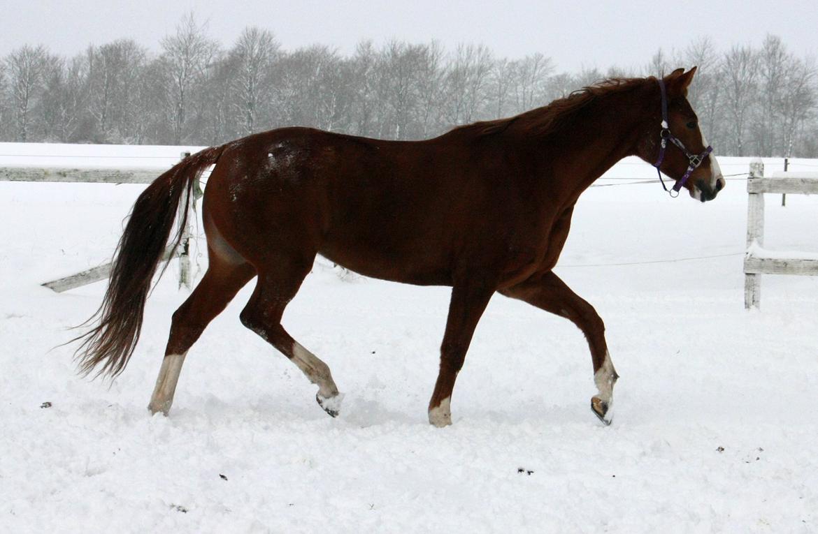 Dansk Varmblod Kildevangs Laurika - 3. december 2012 - I sneen billede 13