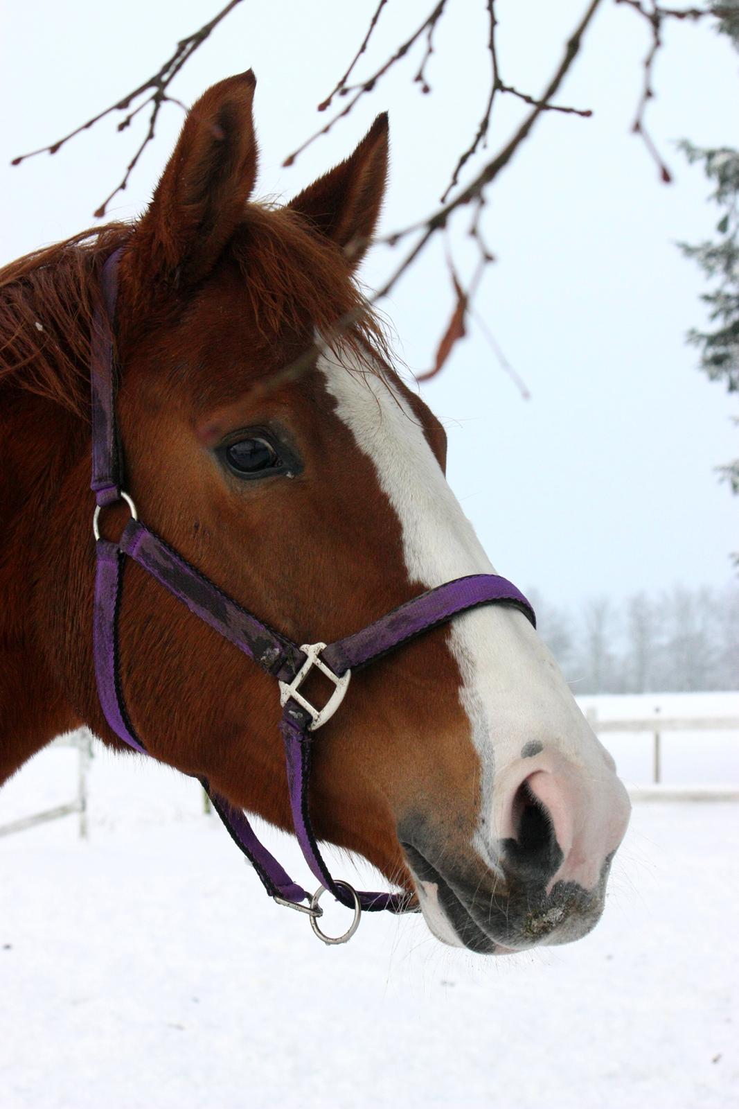 Dansk Varmblod Kildevangs Laurika - 3. december 2012 - I sneen billede 14