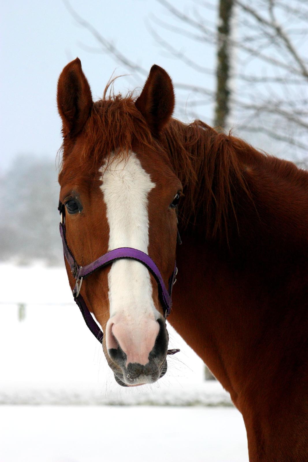 Dansk Varmblod Kildevangs Laurika billede 11
