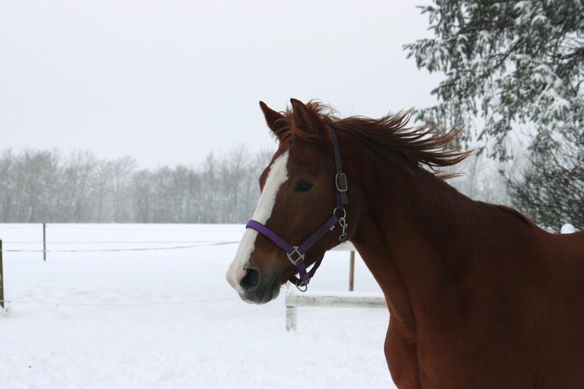 Dansk Varmblod Kildevangs Laurika - 3. december 2012 - I sneen billede 15