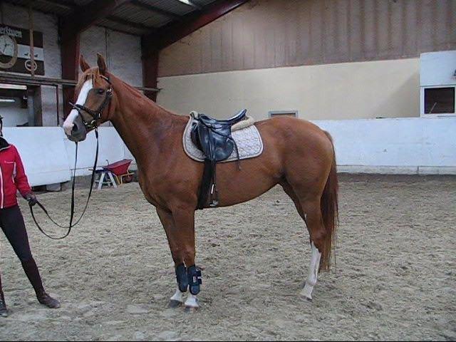 Dansk Varmblod Kildevangs Laurika billede 3