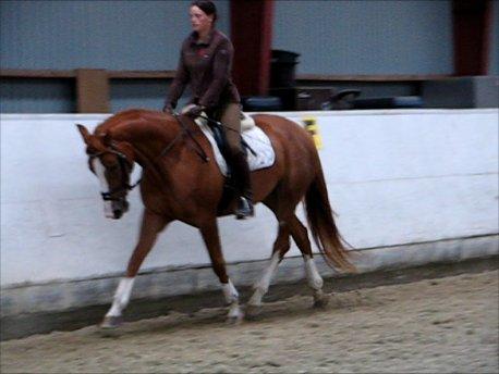 Dansk Varmblod Kildevangs Laurika - Efterår 2011 (fra video optaget da vi så hende første gang) billede 4