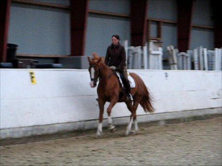 Dansk Varmblod Kildevangs Laurika - Efterår 2011 (fra video optaget da vi så hende første gang) billede 5