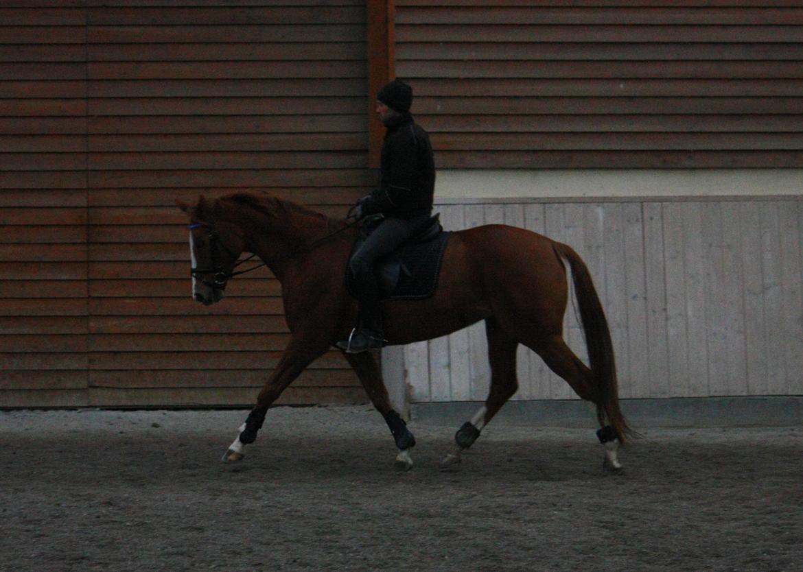 Dansk Varmblod Kildevangs Laurika - Oktober 2012 - Ridning af berider billede 7