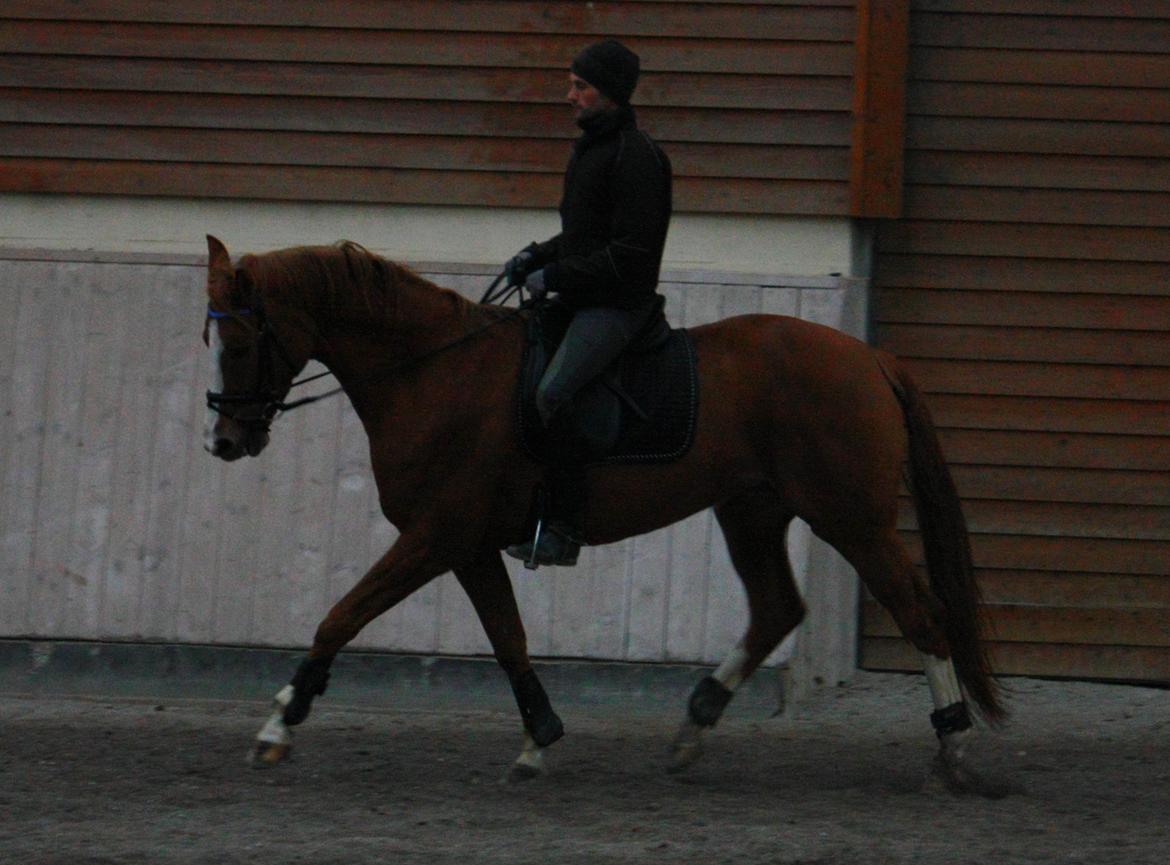 Dansk Varmblod Kildevangs Laurika - Oktober 2012 - Ridning af berider billede 8