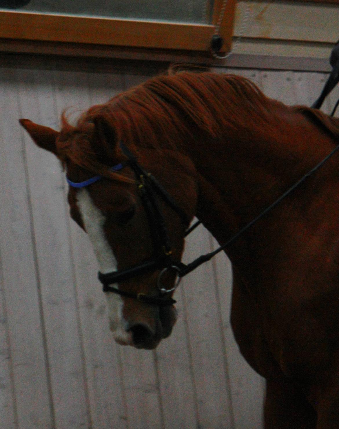 Dansk Varmblod Kildevangs Laurika - Oktober 2012 billede 10