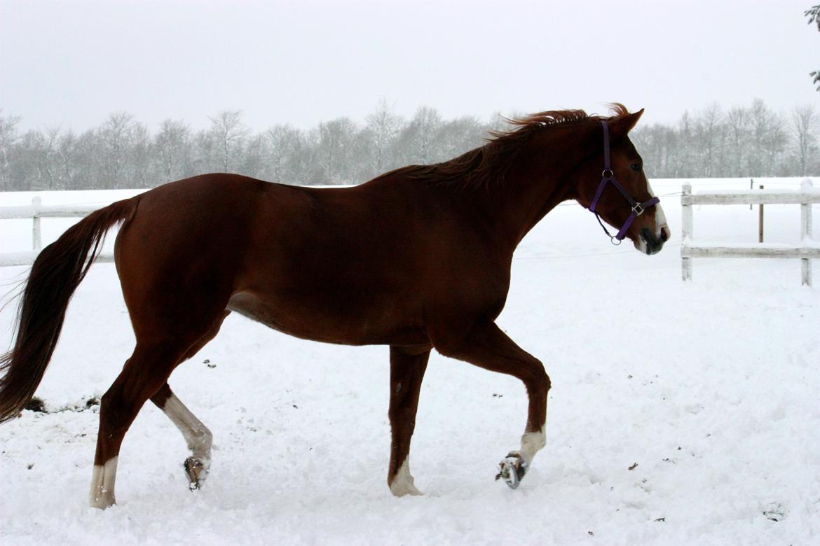 Dansk Varmblod Kildevangs Laurika - 3. december 2012 - I sneen billede 16