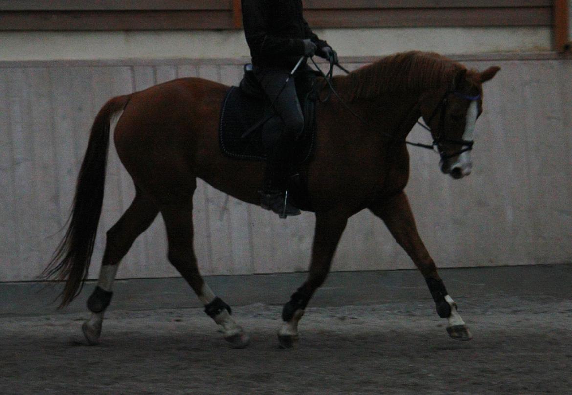 Dansk Varmblod Kildevangs Laurika - Oktober 2012 billede 9