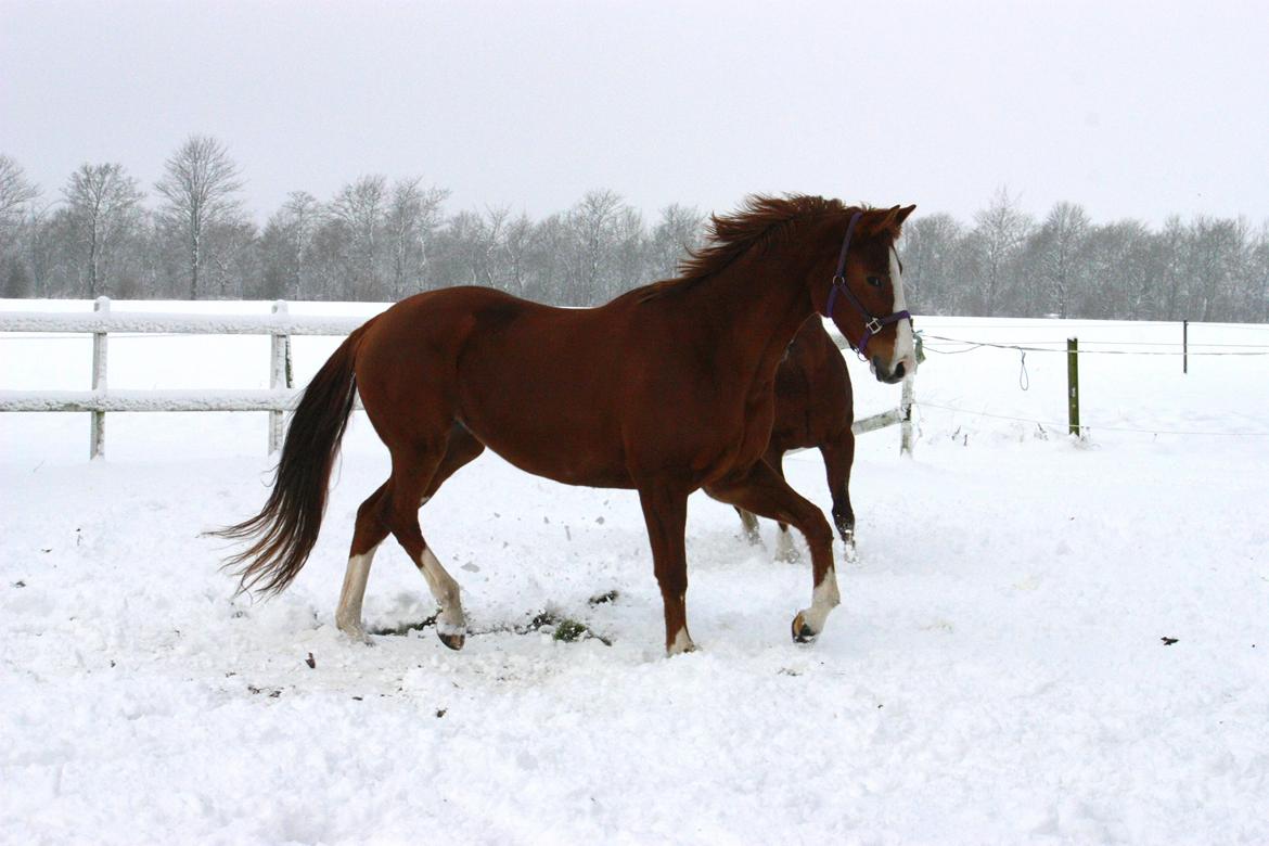 Dansk Varmblod Kildevangs Laurika - 3. december 2012 - I sneen billede 17