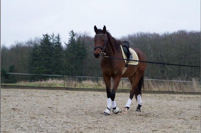 Dansk Varmblod Monty af Dandanell *SOLGT* billede 5