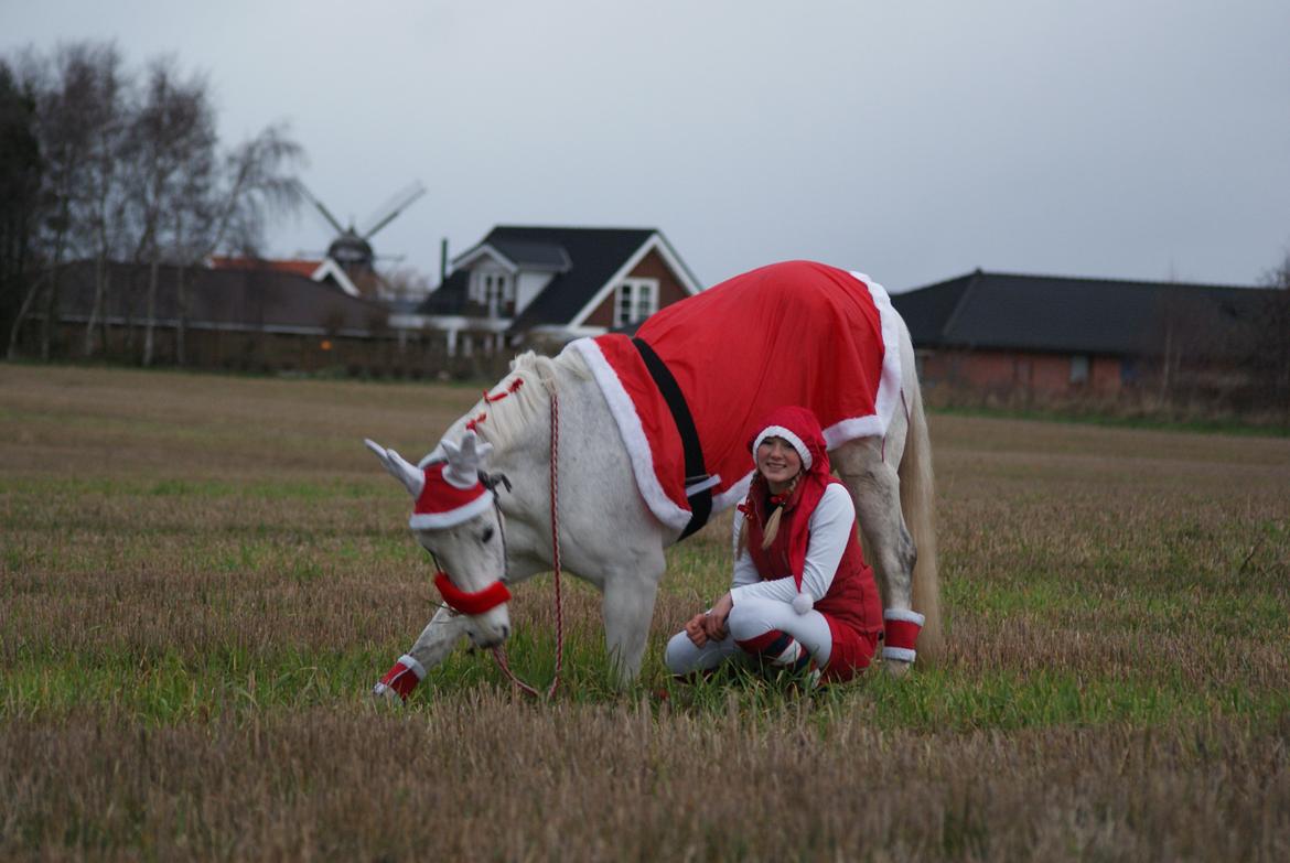 DSP Præstemarkens Mahogni |Honey| - Honey nejer på marken :D
God Jul :D 
|Foto: Talle Thykjær| billede 12