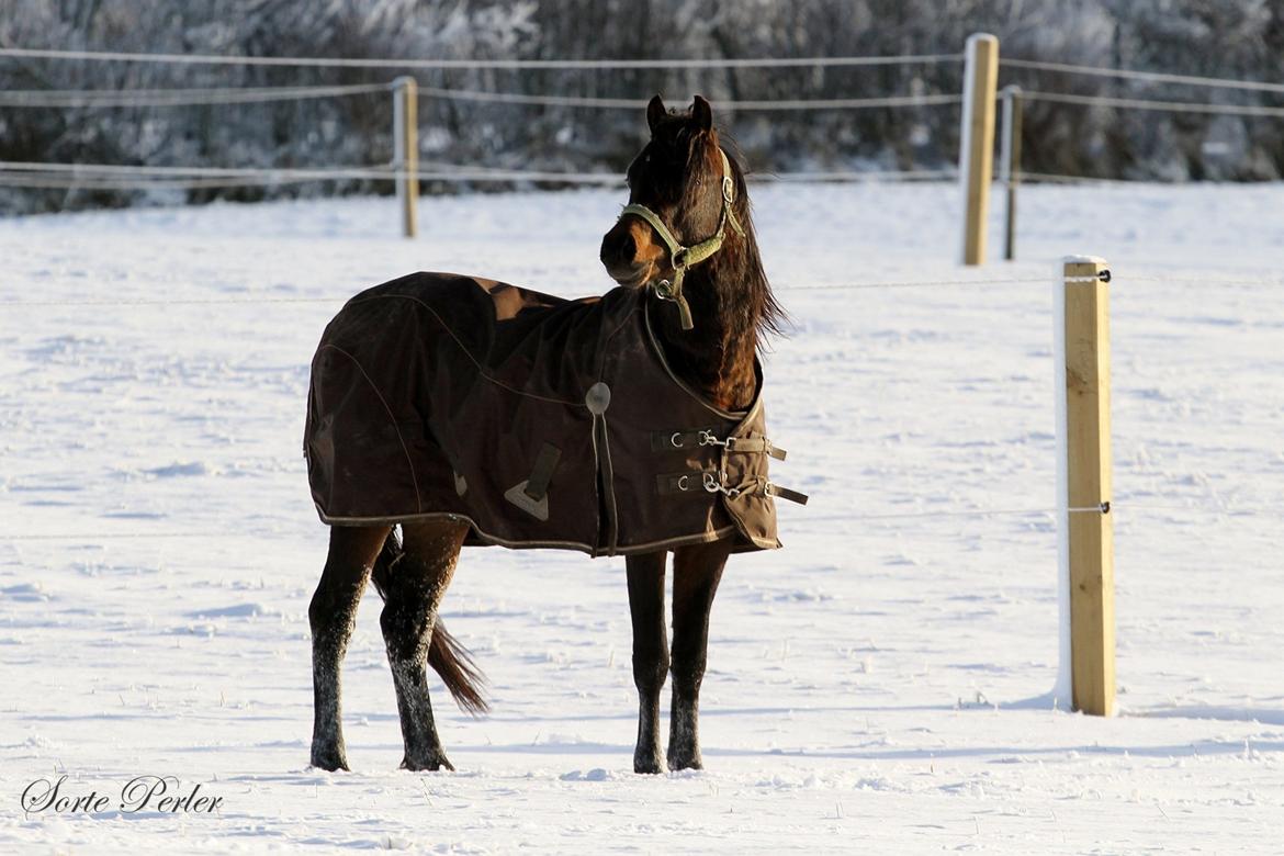 Welsh Pony (sec B) Barnhoeve's Beau (Bøv) - 2. dec. 2012: Hygge i sneen. billede 20