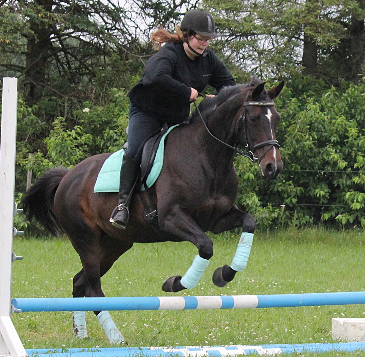 Anglo Araber (AA) Lille Daugaards Jasmin billede 11