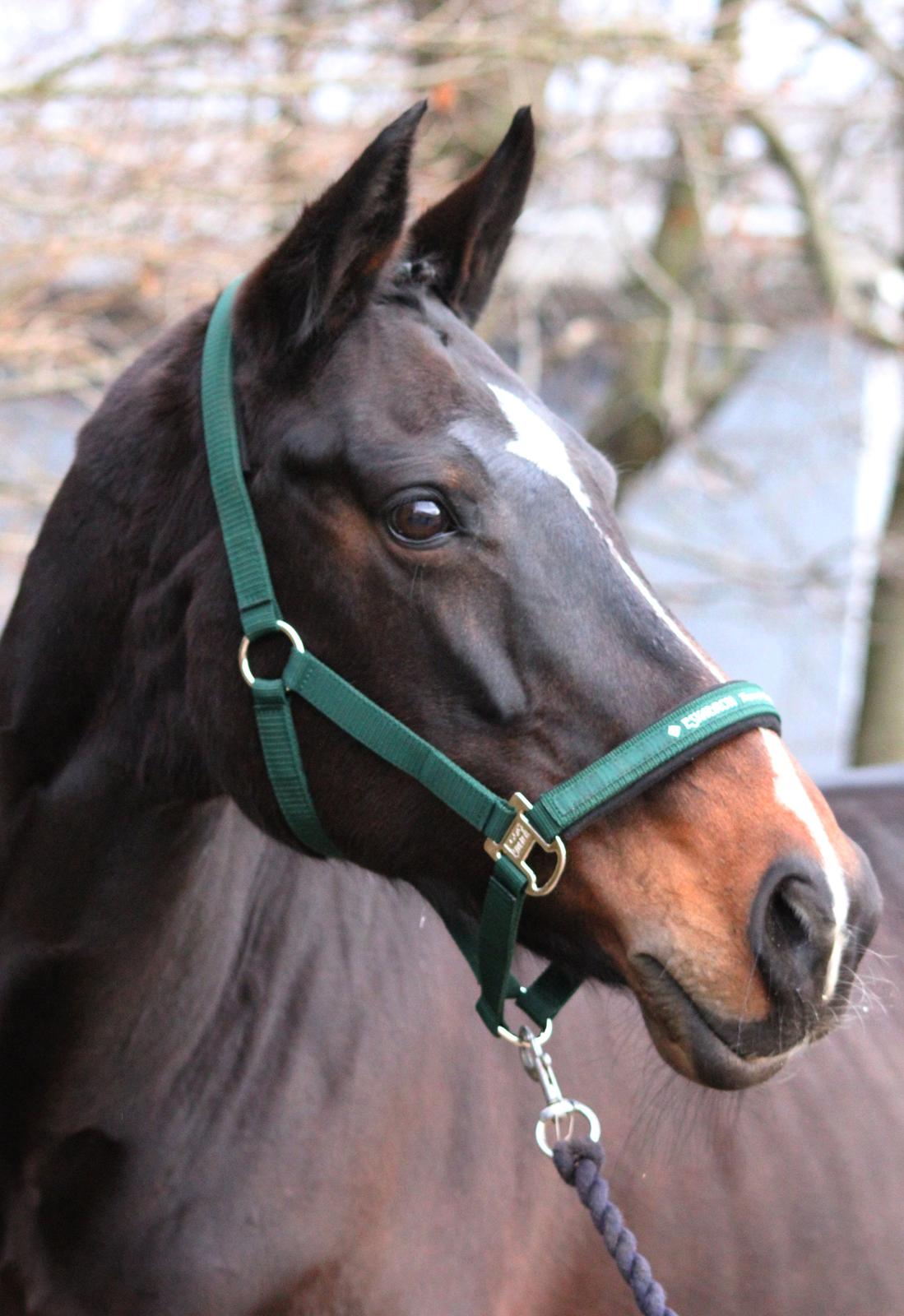 Anglo Araber (AA) Lille Daugaards Jasmin billede 12