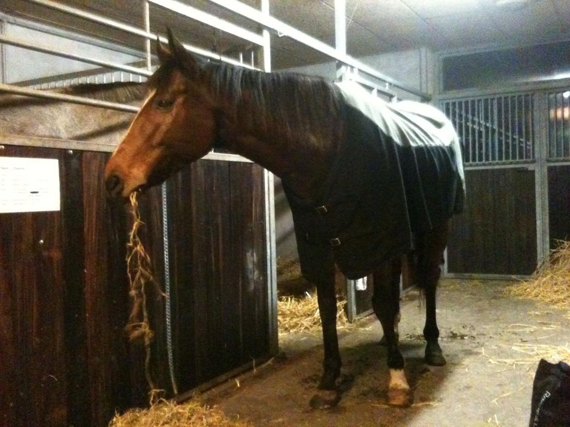 Fuldblod (XX) Pistoleiro billede 14