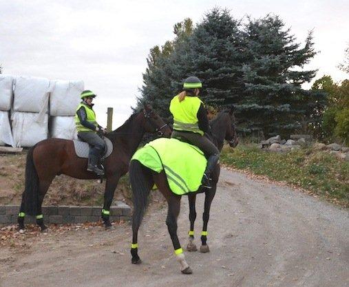 Fuldblod (XX) Pistoleiro billede 21