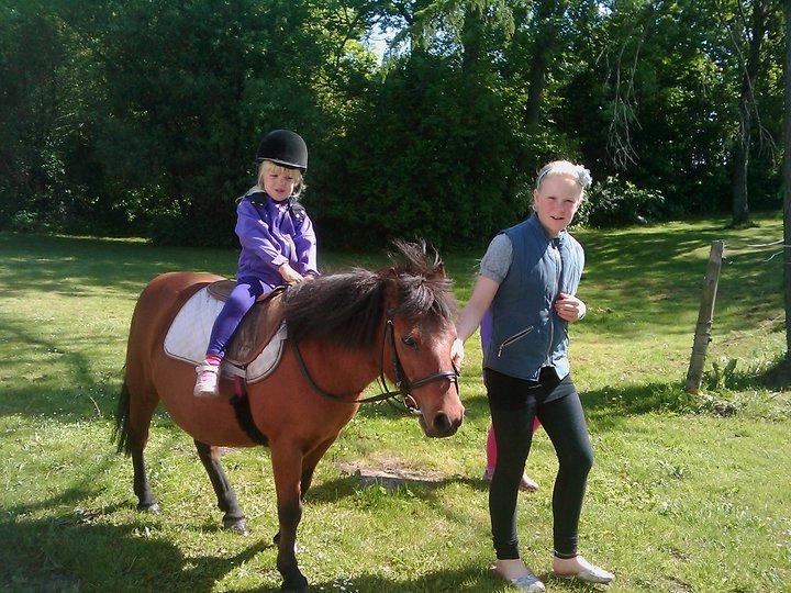 Shetlænder Gavnbogaard's Molly billede 16