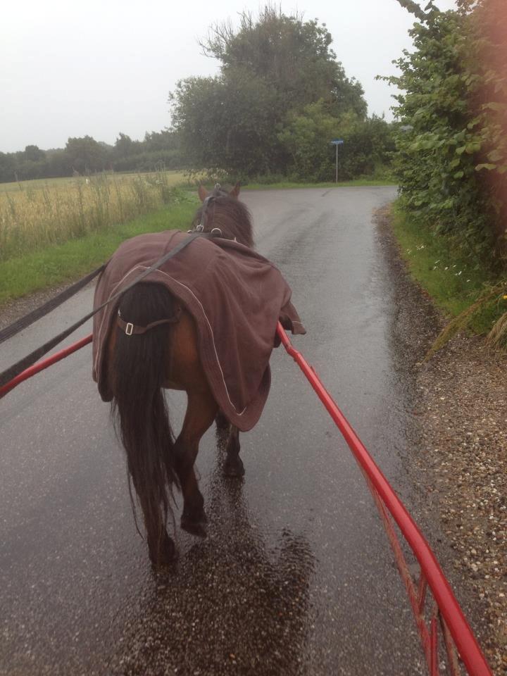 Shetlænder Gavnbogaard's Molly billede 17